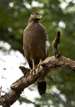 Portrait of a Crested serpent eagle perched on a tree, Tadoba Andhari Tiger Reserve, India