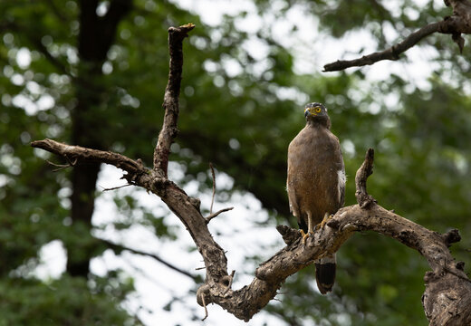 Crested serpent eagle perched on a tree, Tadoba Andhari Tiger Reserve, India