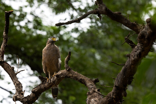 Crested serpent eagle perched on a tree at Tadoba Andhari Tiger Reserve, India