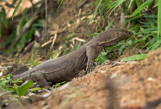 Closeup of Monitor Lizard at Tadoba Andhari Tiger Reserve, India