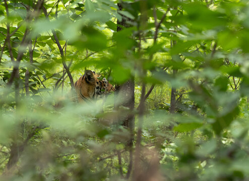 A tiger resting inside the forest of Tadoba Andhari Tiger Reserve, India