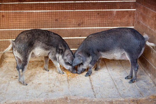 Pigs eating corn feed on a concrete floor inside a wooden pen, showing animal agriculture and livestock farming