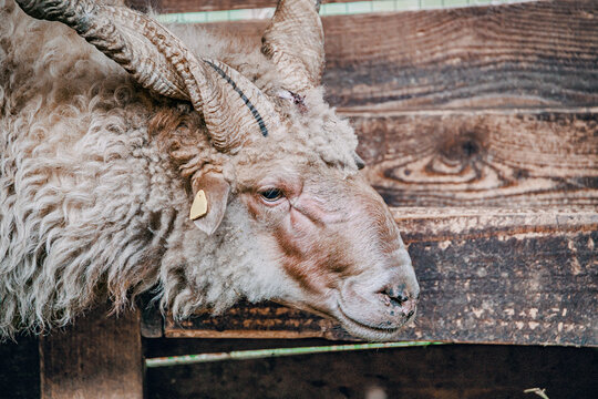  sheep with distinctive multiple horns and rustic wool coat, resting by an old wooden fence on a farm