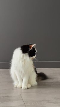 Captivating Moments of a Beautiful Calico Cat: A Glimpse into the Life of a Curious Feline in a Modern Setting with Stylish Decor