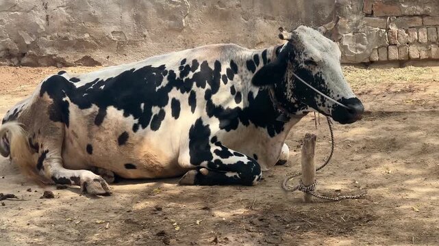 black and white cow setting in village under the shady tree, Pakistan 