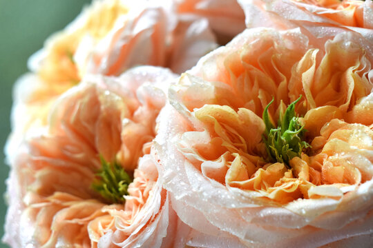 A bouquet of soft coral-pink roses with green centers. Peony-style roses in selective focus.
