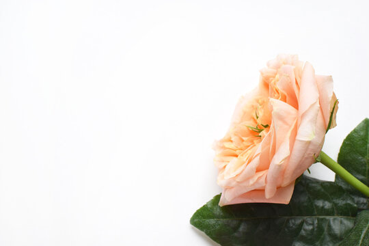 A soft coral rose with a green center on a white background. Copy space