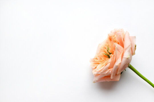 A soft coral rose with a green center on a white background. Copy space