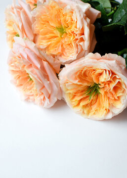 Soft coral roses with green centers. A bouquet of peony-style roses on a white background. Vertical photo.