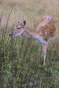 Stinging nettle, dama dama, fallow deer, game bite, fallow deer, high size, portrait format, mammals, mammals, bite