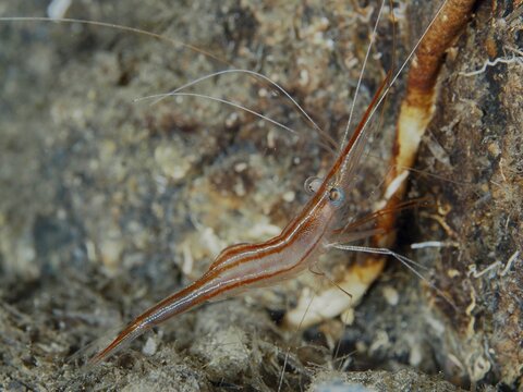 Close-up of a reddish-brown shrimp with long antennae, unicorn shrimp (Plesionika narval) in the Mediterranean near Hy&egrave;res. Dive site Les Grottes, Giens peninsula, Provence Alpes C&ocirc;te d'Azur, France