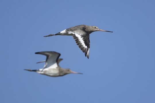 Black tailed godwit (Limosa limosa) adult wading bird in winter plumage flying, Norfolk, England, United Kingdom