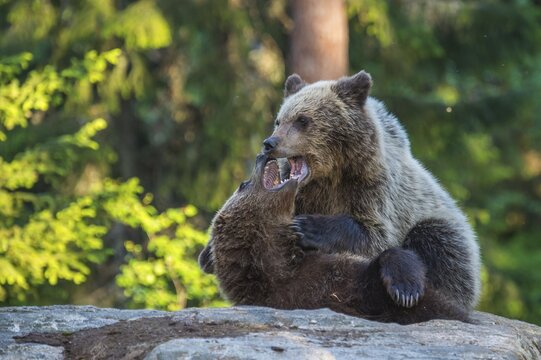 Brown bears (Ursus arctos) fighting playfully in a boreal coniferous forest, Game, Suomussalmi, Karelia, Finland