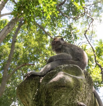 Crab-eating macaque (Macaca fascicularis), sits on rock, monkey forest of Ubud, Sacred Monkey Forest Sanctuary, Padangtegal, Ubud, Bali, Indonesia