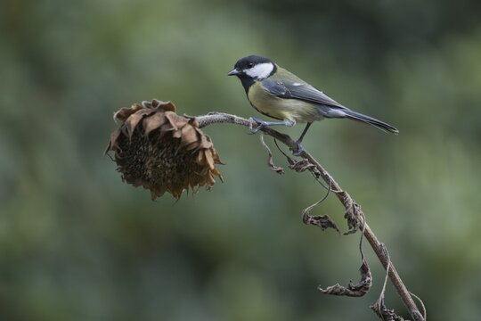 Great tit (Parus major) on sunflower, Emsland, NIedersachsen, Germany