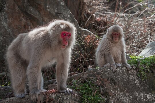 Japanese macaque (Macaca fuscata), mother with young animal on a rock, Yamanochi, Nagano Prefecture, Honshu Island, Japan