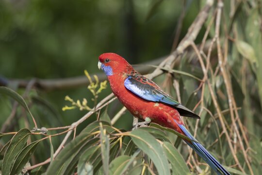 Blue-cheeked rosella (Platycercus adscitus) adult bird in a tree, Kennett River, Victoria, Australia