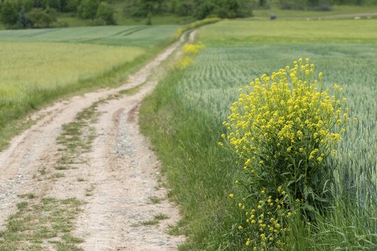 Brassicaceae, bunias orientalis, alien plant, smooth grouper, cruciferous vegetable, neobiota, neophyte, oriental grouper, problem plants, turkish rocket, turkish wartycabbage, turkish arugula, spike, spike, flora, hill mustard, invasive species, plants, warty cabbage