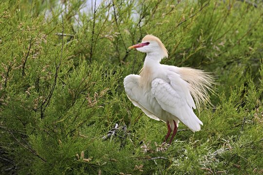 Cattle egret (Bubulcus ibis), with a red beak, in breeding plumage, perched on a branch, Camargue, southern France, France