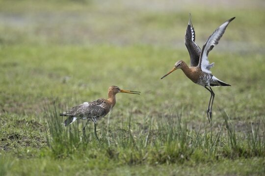 Black-tailed godwits (Limosa limosa), territorial fight, Lower Saxony, Germany