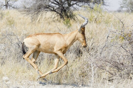 Hartebeest (Alcelaphus buselaphus), running, Etosha National Park, Namibia