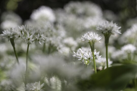 Wild garlic (Allium ursinum), Emsland, Lower Saxony, Germany