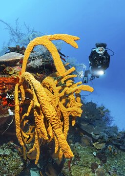 Diver looking at large Scattered Pore Rope Sponge (Aplysina fulva) on coral reef wall, Caribbean Sea near Maria la Gorda, Pinar del R&iacute;o Province, Caribbean, Cuba