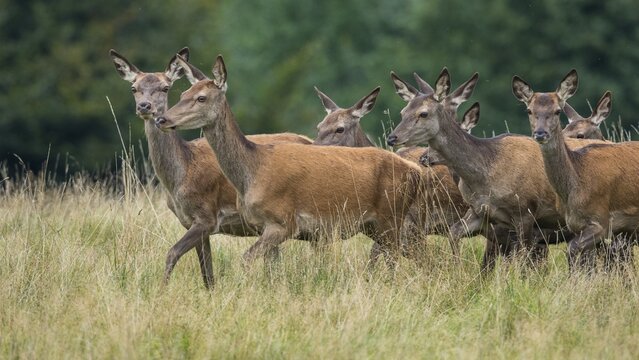 Herd of bald deer of the red deer ( Cervus elaphus) female, Klamptenborg, Copenhagen, Denmark