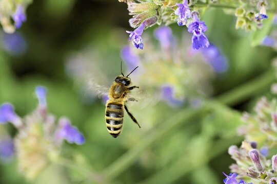 Western honey bee (Apis mellifera), approaching a catnip (Nepeta faassenii) flower, Meienberg, Canton of Aargau, Switzerland