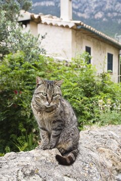 Cat sitting on a wall in Dei&agrave;, Mallorca, Majorca, Balearic Islands, Spain, Europe