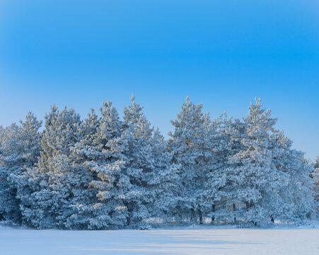Winter nature serenity with snow covered pine trees under clear blue sky.
