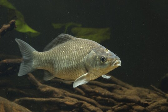 Carassius gibelio, pediment, prussian carp, silver carp, fish, fishes, pisces