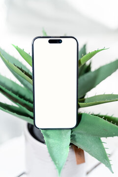 Smartphone with blank screen on aloe vera plant in white pot