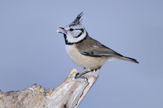 Crested Tit (Lophophanes cristatus, formerly Parus cristatus) feeding