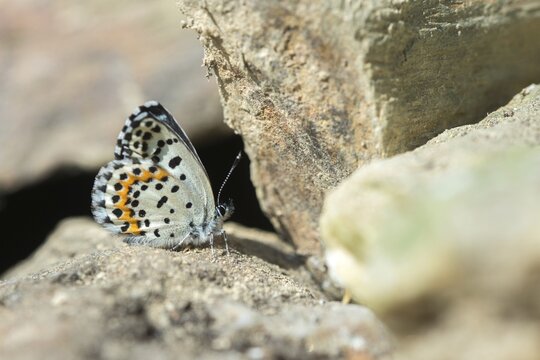 Chequered blue, bluebird, Scolitantides Orion, butterfly, insects, butterfly, butterflies