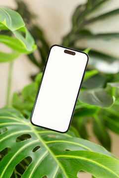 Smartphone with blank screen on monstera leaf indoors