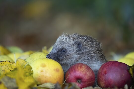 European hedgehog (Erinaceus europaeus) adult resting by fallen Autumn leaves and apples, Suffolk, England, United Kingdom