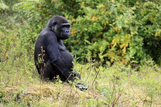 Western gorilla (Gorilla gorilla), half-grown, subadult, sitting on the ground, alert