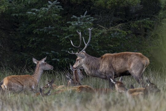 The red deer (Cervus elaphus) repeatedly seeks contact with the red deer, here sniffing the eavesdropper of a female, mating readiness, rutting season, rutting, September, Denmark