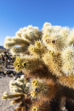 Cholla Cactus Garden, Joshua Tree National Park, California, USA