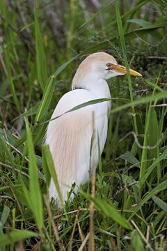 Cattle egret (Bubulcus ibis), standing in a belt of reeds, Camargue, southern France, France