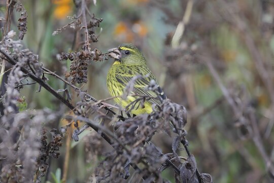 Black-chinned Seedeater (Crithagra scotops), adult, male, feeding, on wait, Kirstenbosch Botanical Gardens, Cape Town, South Africa