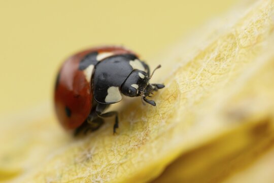 Seven-spot ladybird (Coccinella septempunctata) adult insect on a fallen yellow tree leaf in autumn, England, United Kingdom