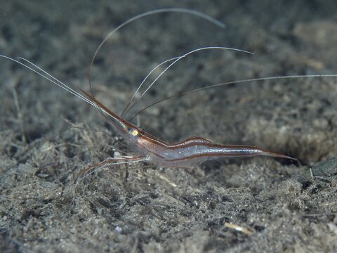 Transparent shrimp with long antennae, unicorn shrimp (Plesionika narval), on a dark, sandy seabed in the Mediterranean near Hy&egrave;res, Giens peninsula diving site, Porquerolles, Provence, C&ocirc;te d'Azur, France