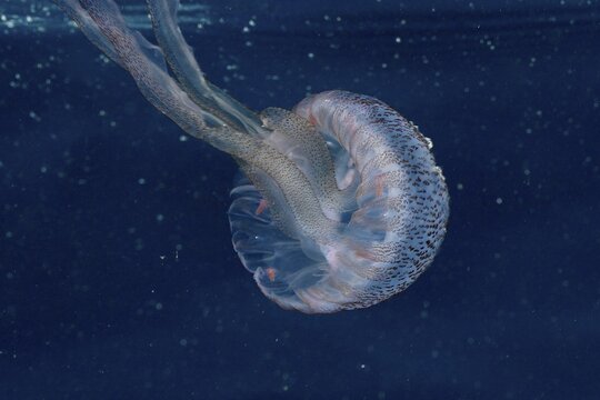 A transparent luminous jellyfish (Pelagia noctiluca) swims elegantly in the blue Mediterranean Sea near Hy&egrave;res. Dive site L'anse aux bl&eacute;s, Giens peninsula, Provence Alpes C&ocirc;te d'Azur, France