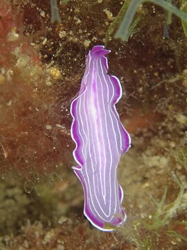 Pink flatworm (Prostheceraeus roseus) . Dive site Marine Reserve Cap de Creus, Rosas, Costa Brava, Spain, Mediterranean Sea