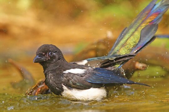 European magpie (Pica pica ), Young bird bathes in shallow water, Germany