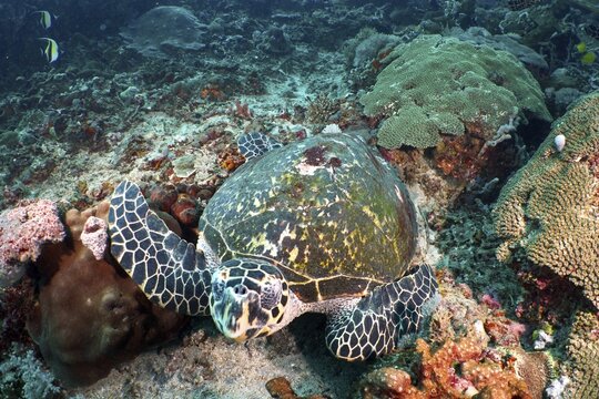 Sea turtle, Pacific hawksbill turtle (Eretmochelys imbricata bissa), swims across a colorful coral reef. Tranquil underwater atmosphere and vivid colors. SD Dive Site, Nusa Ceningan, Nusa Penida, Bali, Indonesia