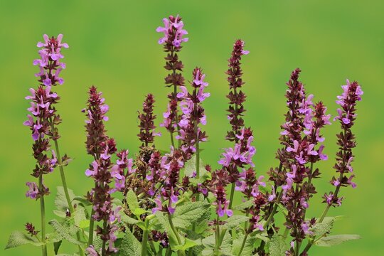 Hain Salvie, woodland sage (Salvia nemorosa), flowering, bloom, Germany