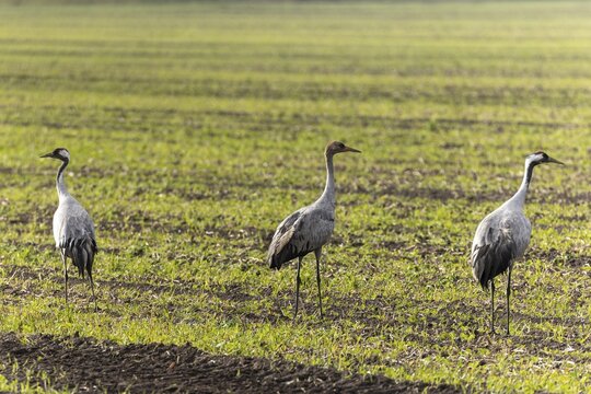 Three cranes standing on a green, open meadow landscape, Crane (Grus grus) wildlife, Western Pomerania Lagoon National Park, Zingst, Mecklenburg-Western Pomerania, Germany